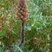Orobanche du panicaut (orobanche améthyste)