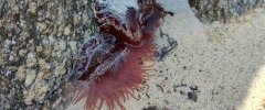 Actinia equina