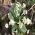 Primevère - Primula vulgaris