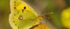 Souci Colias crocea