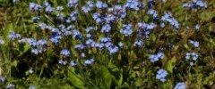 Myosotis sp