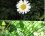 Chrysanthème leucanthème