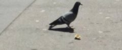Pigeon ( Columba)
