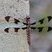 Libellule lydienne (Plathemis lydia) femelle