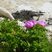 Rosier des chiens (rosa canina)