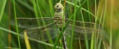 Anax imperator Anax empereurDSC07908