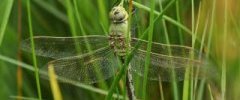 Anax imperator Anax empereurDSC07908