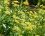 Buplèvre arbustif (bupleurum fructicosum)