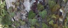 Lierre grimpant (Hedera helix L.)