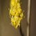 Chimonanthe odorant
