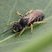 Halictus rubicundus