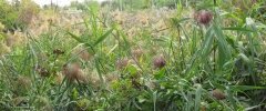PHRAGMITE COMMUNE ABC 20160911