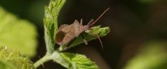 Coreus marginatus La Corée marginée