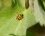 Harmonia axyridis