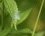 Phalène silloneé / Hemithea aestivaria
