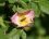 Syrphe ceinturé sur une fleur d'Eglantier