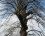 Chêne pédonculé en hiver