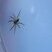 Dolomedes fimbriatus