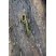 Triton marbré , Triturus Marmoratus 