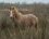 Cheval camarguais