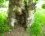 une niche dans le tronc d'un frêne
