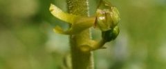 Fleur de Listère à feuilles ovales