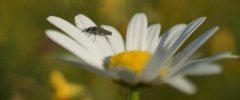 Oedemera virescens ou Oedemera lurida