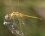 Sympétrum de fonscolombe - femelle