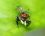 Salticidae à la tête rouge