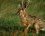 Jackalope enjoué
