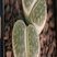 Lithops