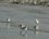 Bécasseaux sanderling