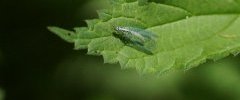 Chrysopa perla sous réserve 2