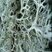 Cladonia sp.