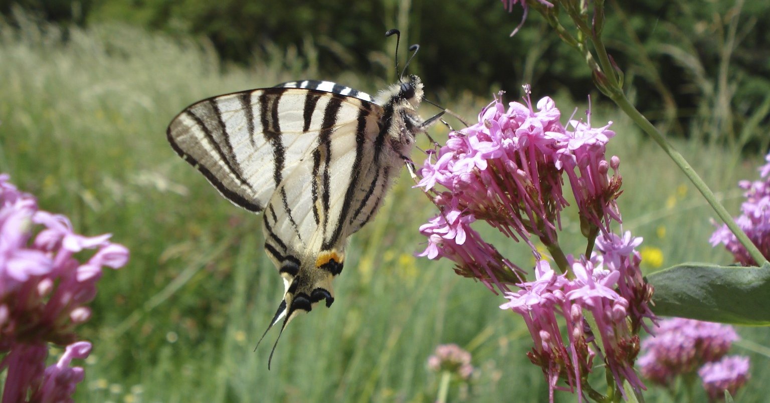 Le flambé Iphiclides podalirius Les Taxinomes