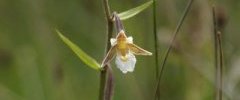 Epipactis sp DSC07886 1