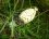 Satyre puant ( Phallus impudicus )