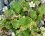Geranium à feuille molle