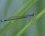 Ishnura elegans - mâle