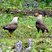 Caracara huppé