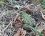 Grenouille rieuse - Pelophylax ridibundus