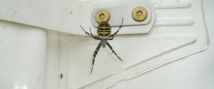 Argiope frelon