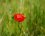 Coquelicot