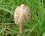 Champignon coulemelle (lépiote élevée)