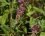 Salicaire officinale Lythrum salicaria