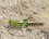 Criquet migrateur, Locusta migratoria ssp