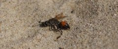 Guêpe des sables Ammophila sabulosa sous réserve