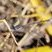 Leste tardif (Lestes congener)