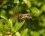 Andrena Praecox mâle - sous réserve