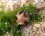 Astérie bossue (Asterina gibbosa)